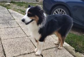 Alerte Découverte Chien  Inconnu Blainville-sur-Orne France