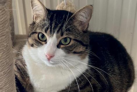 Alerte Disparition Chat  Mâle , 4 ans Chantraine France