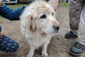 Alerte Découverte Chien  Mâle Chey France