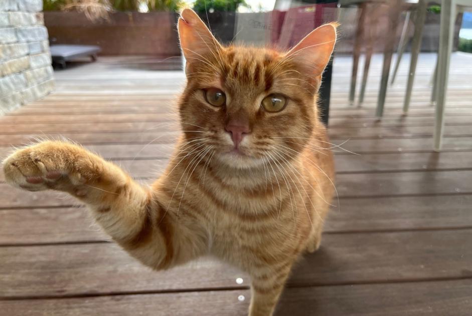 Alerte Découverte Chat Inconnu Zonza France