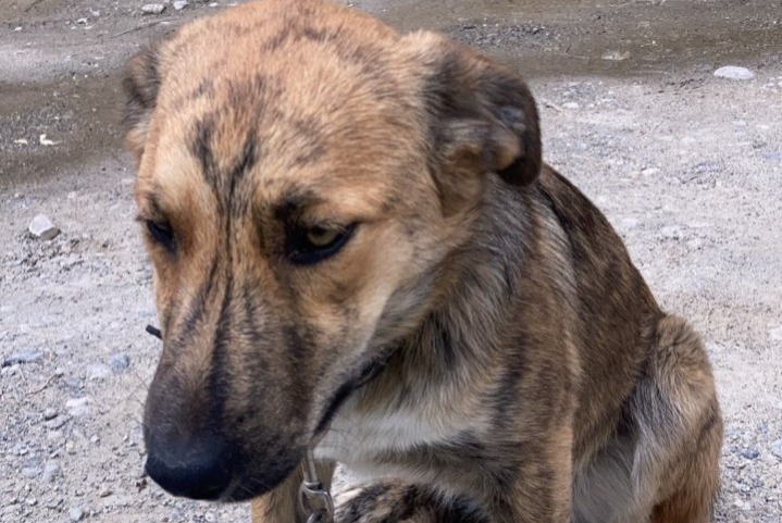 Alerte Disparition Chien croisement Femelle , 1 ans Châteauroux-les-Alpes France