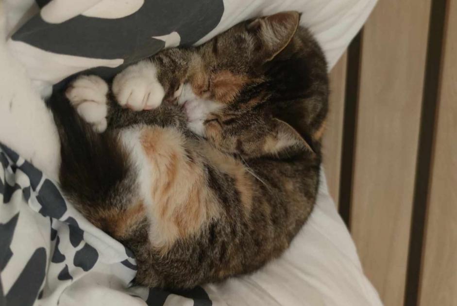 Alerte Disparition Chat Femelle , 11 ans L'Hermenault France