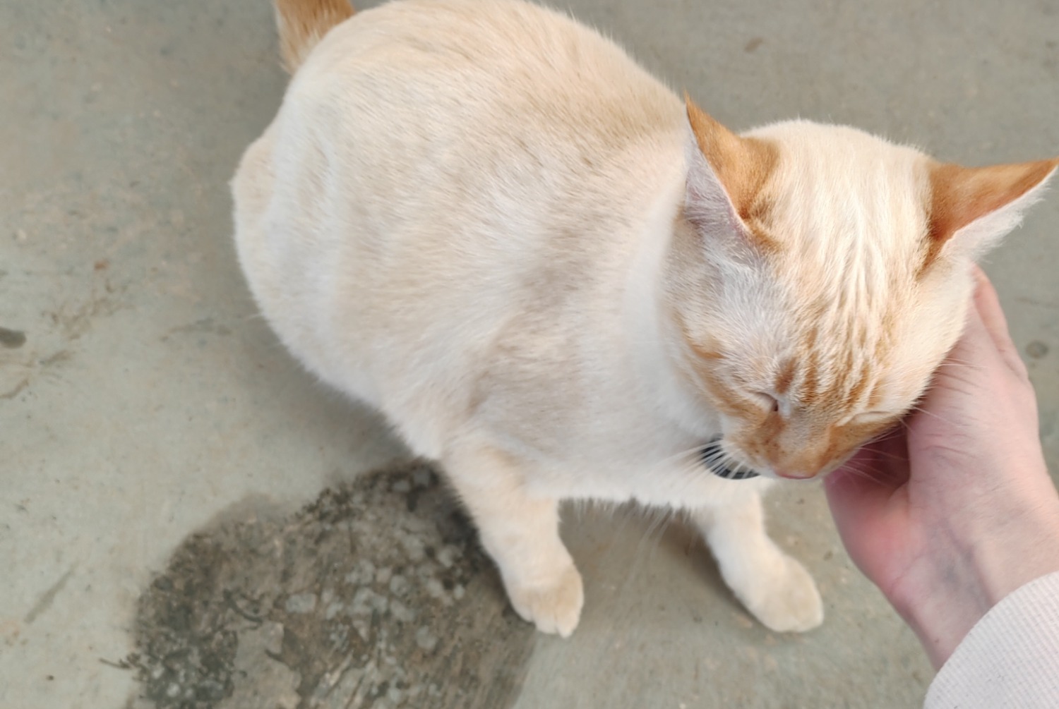 Alerte Découverte Chat croisement Mâle , 2025 ans Millau France