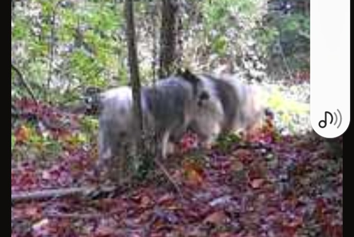 Alerte Découverte Chien Inconnu Le Breuil-en-Bessin France