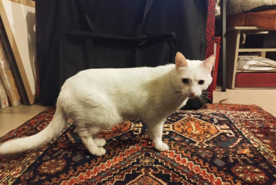 Alerte Découverte Chat Inconnu Bois-Colombes France