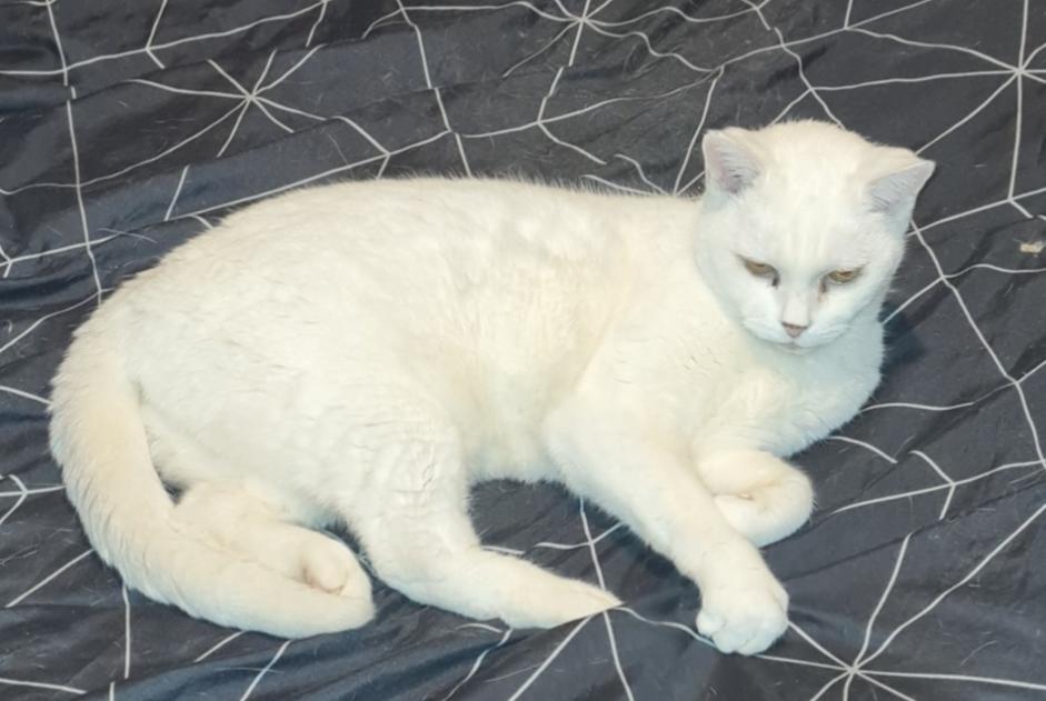 Alerte Disparition Chat  Femelle , 18 ans Codognan France