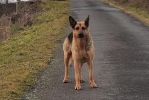 Alerte Découverte Chien  Femelle Blesle France