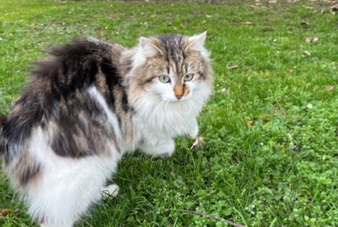 Alerte Découverte Chat  Femelle Caluire-et-Cuire France