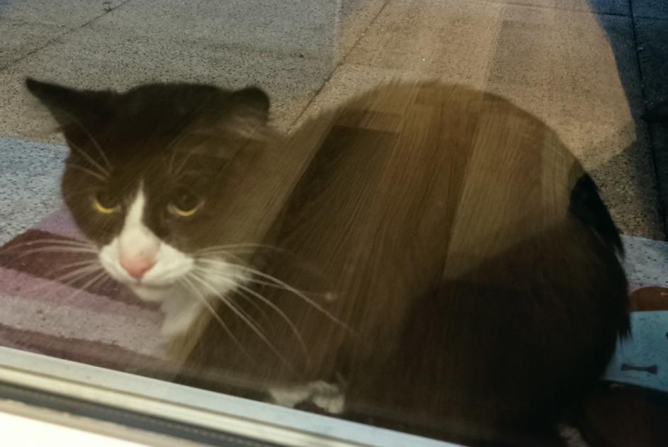 Alerte Découverte Chat Inconnu Nantes France