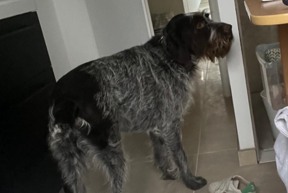 Alerte Disparition Chien  Mâle , 5 ans Leulinghen-Bernes France