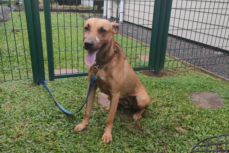 Alerte Découverte Chien Femelle Baie-Mahault France