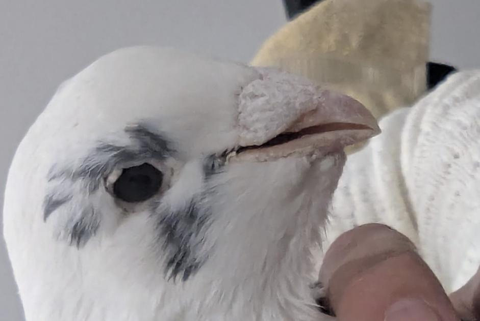 Alerte Découverte Oiseau Inconnu Salaise-sur-Sanne France