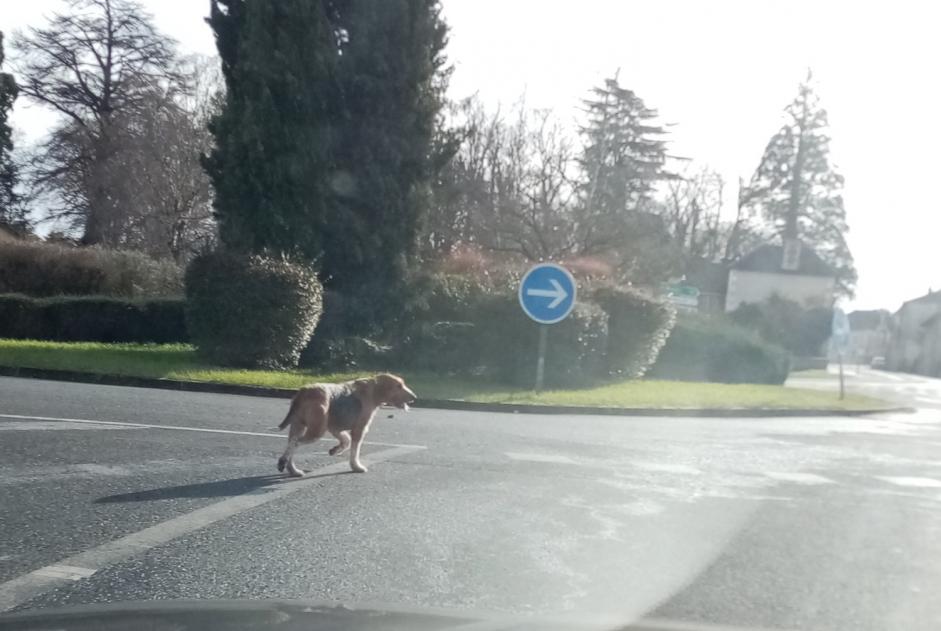 Alerte Découverte Chien croisement Inconnu Lussac-les-Châteaux France