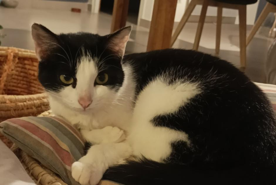 Alerte Disparition Chat  Femelle , 1 ans Niort France