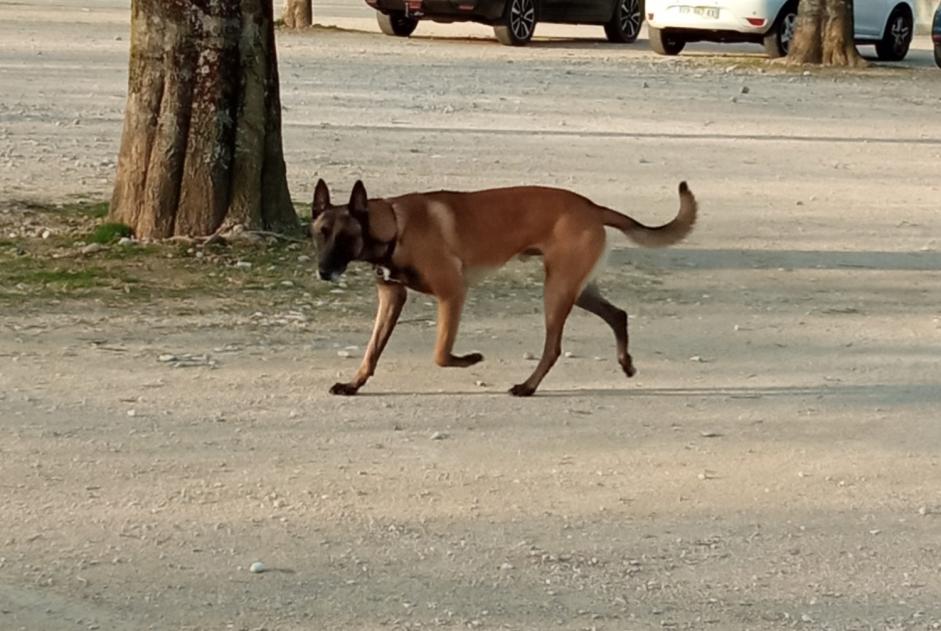 Alerte Découverte Chien  Inconnu Romans-sur-Isère France