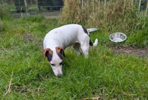 Alerte Disparition Chien  Femelle , 3 ans Brains-sur-les-Marches France