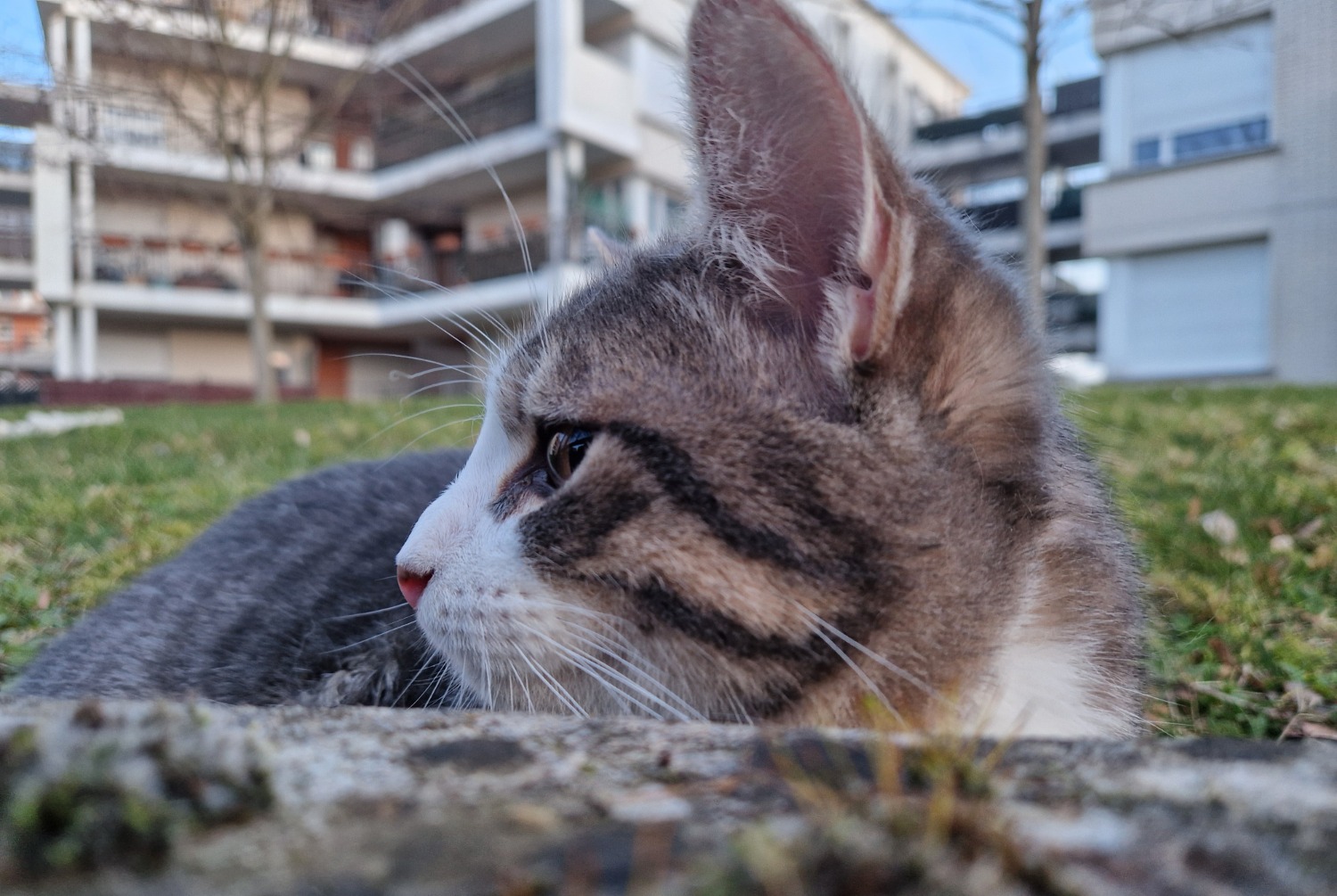 Alerte Découverte Chat Mâle , 2025 ans Créteil France