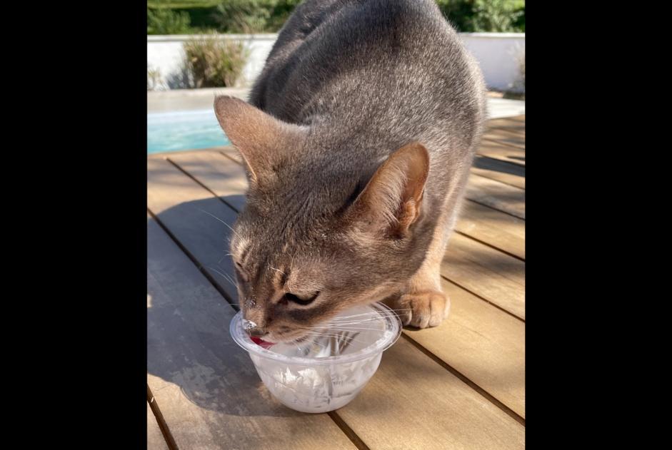 Alerte Disparition Chat  Mâle , 9 ans La Fouillade France