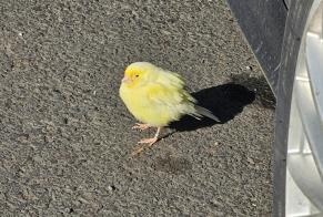 Alerte Découverte Oiseau Inconnu Chamalières France