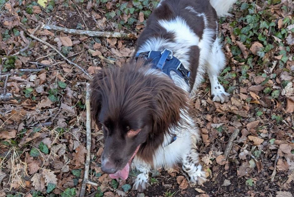 Alerte Disparition Chien  Mâle , 2 ans Chavigny France