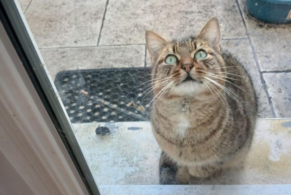 Alerte Découverte Chat Mâle Émerainville France