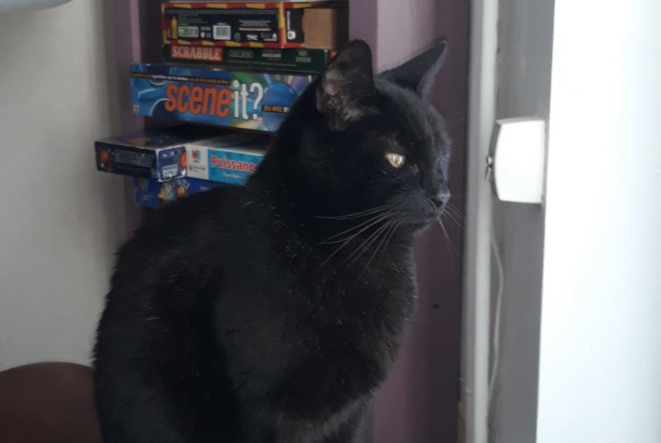 Alerte Disparition Chat croisement Mâle , 12 ans Villeneuve-d'Ascq France