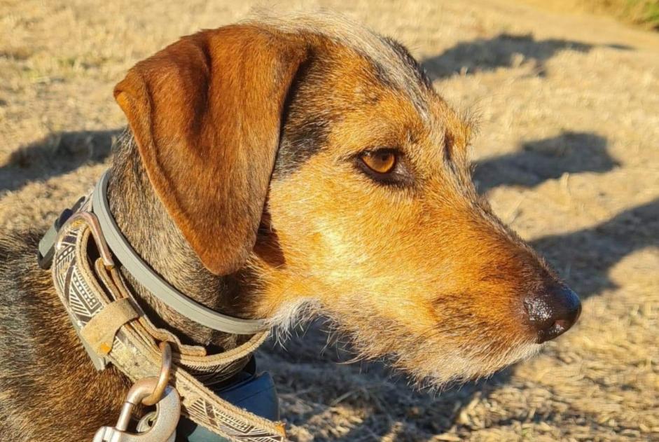 Avviso scomparsa Cane incrocio di razze Femmina , 6 anni Stotzheim Francia