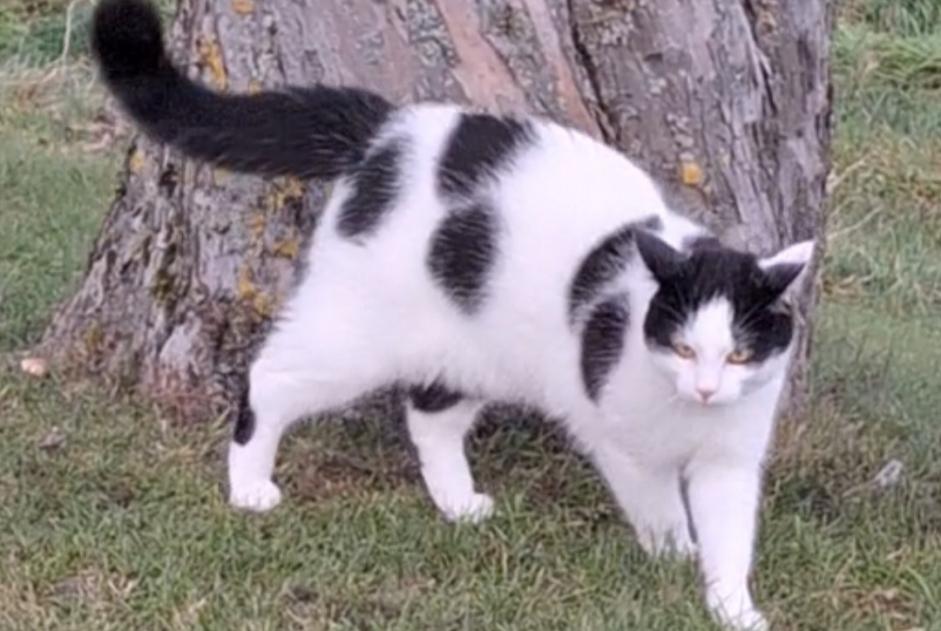 Avviso scomparsa Gatto Maschio , 1 anni Treytorrens (Payerne) Svizzera