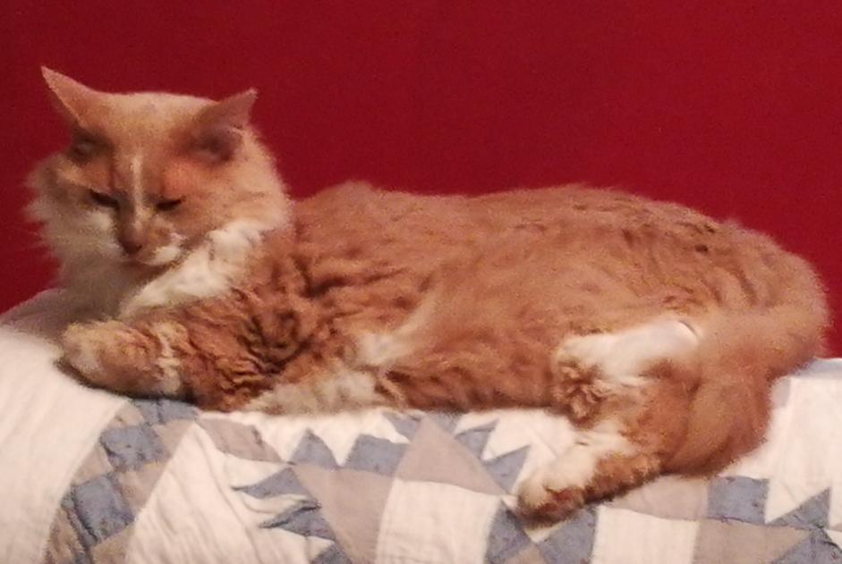 Avviso scomparsa Gatto incrocio di razze Maschio , 13 anni Plescop Francia