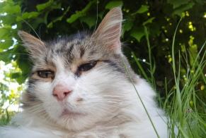 Avviso scomparsa Gatto  Maschio , 11 anni Orléans Francia