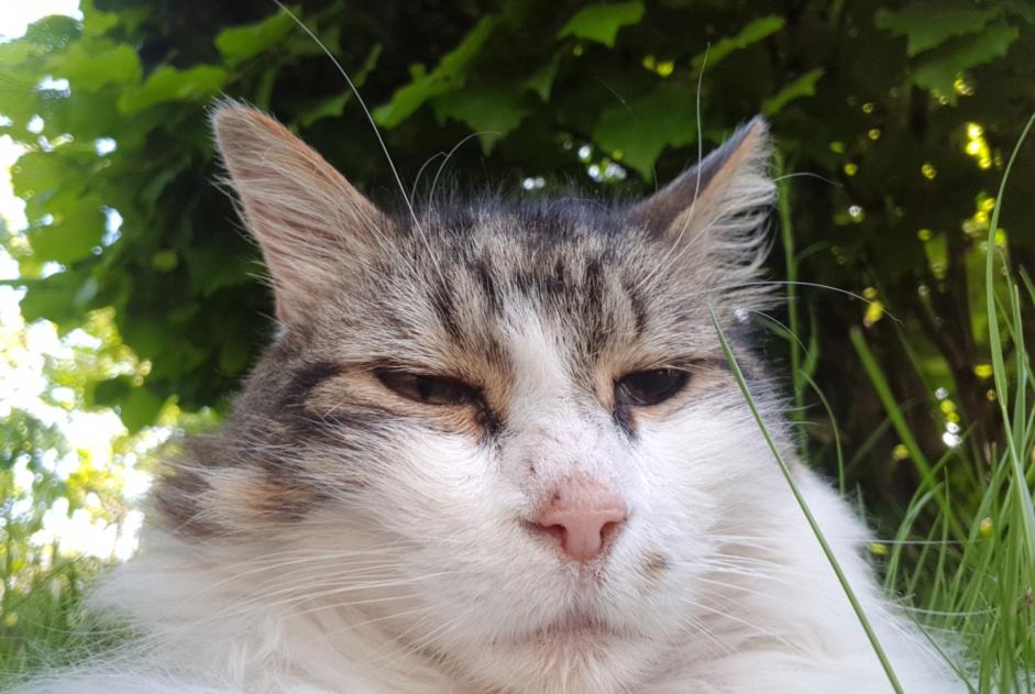 Avviso scomparsa Gatto  Maschio , 12 anni Orléans Francia