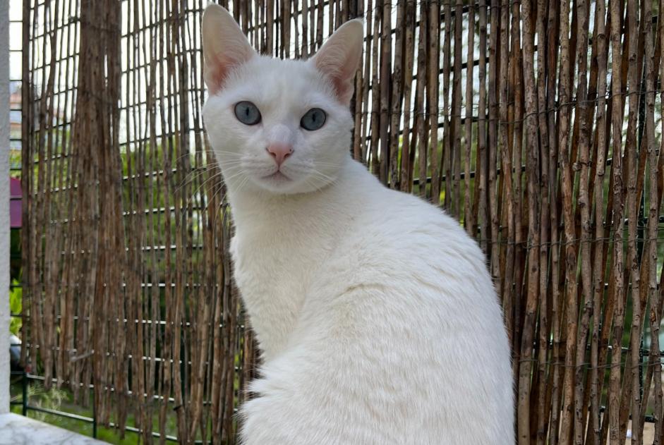 Avviso scomparsa Gatto  Maschio , 3 anni Lisboa Portogallo