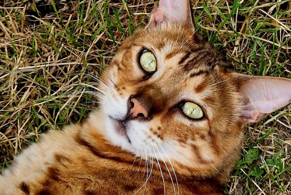 Avviso scomparsa Gatto  Maschio , 6 anni Condé-sur-Vesgre Francia