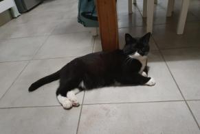 Avviso scomparsa Gatto  Maschio , 6 anni Nîmes Francia