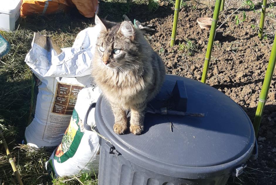 Avviso scomparsa Gatto incrocio di razze Maschio , 2 anni Theys Francia