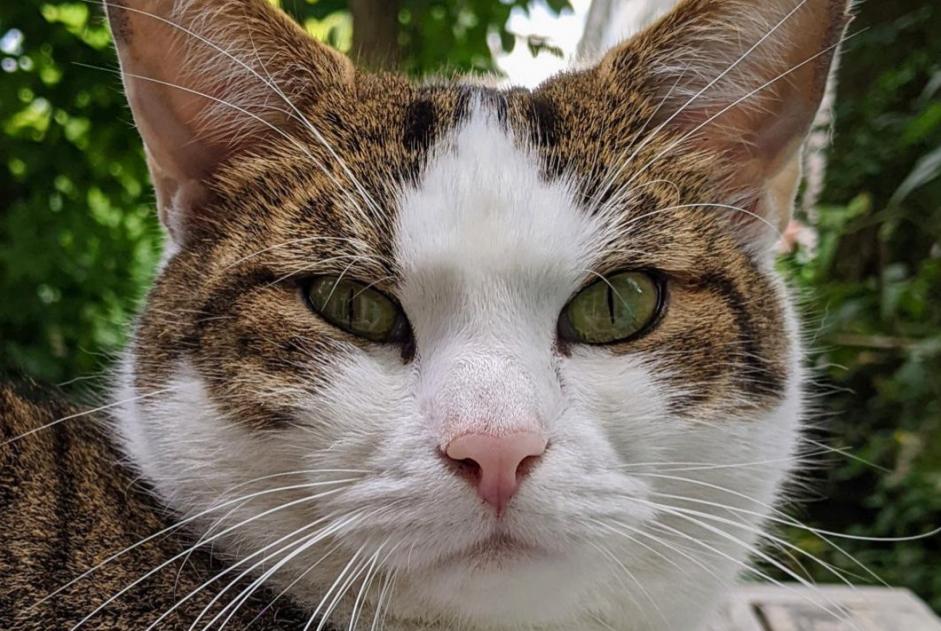 Avviso scomparsa Gatto incrocio di razze Maschio , 7 anni Bern Svizzera