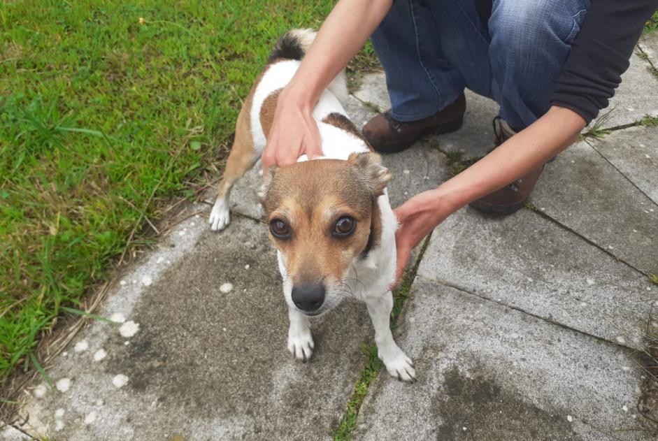 Avviso Ritrovamento Cane incrocio di razze Maschio Saint-André-de-Seignanx Francia