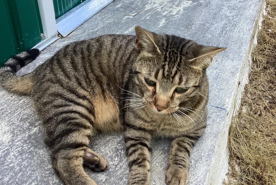 Avviso scomparsa Gatto  Maschio , 3 anni Balleroy-sur-Drôme Francia