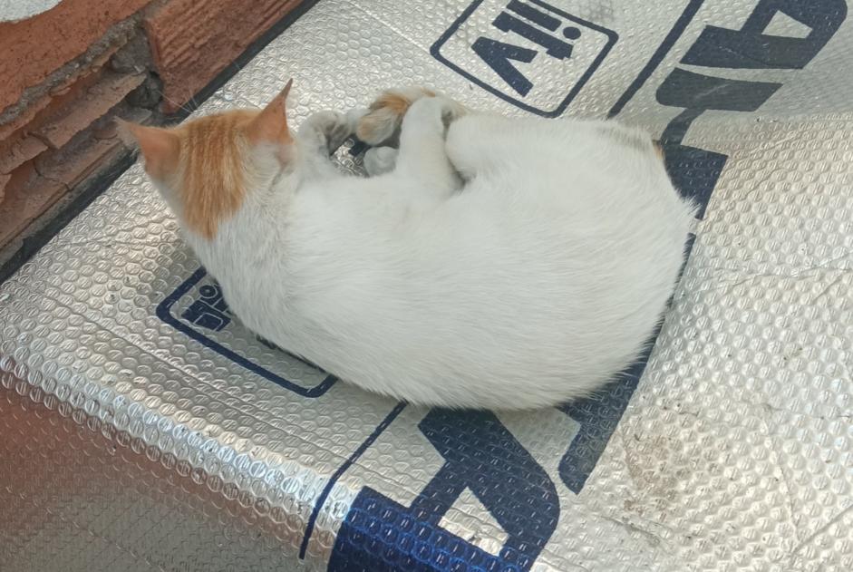 Avviso scomparsa Gatto Femmina , 3 anni Murcia Spagna