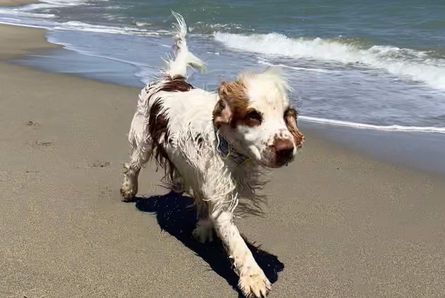 Avviso scomparsa Cane  Maschio , 3 anni Trappes Francia