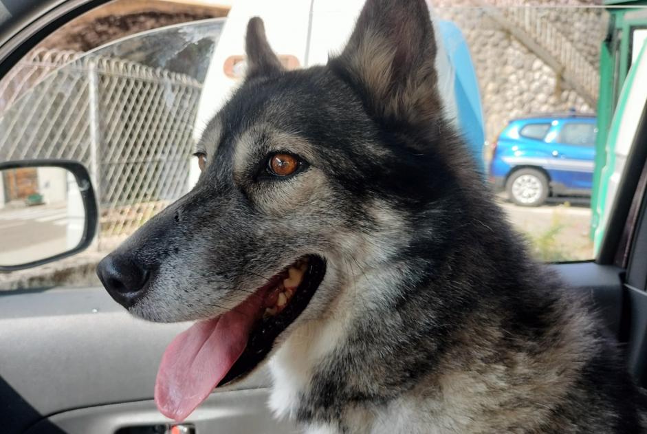 Avviso Ritrovamento Cane  Femmina Lavans-lès-Saint-Claude Francia