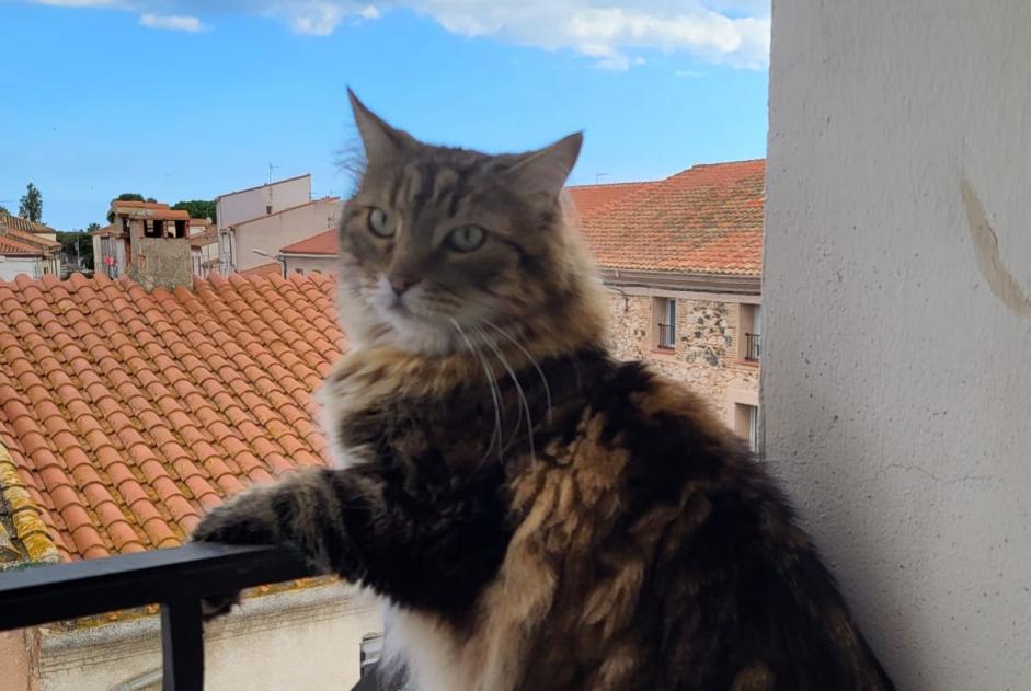 Avviso scomparsa Gatto incrocio di razze Maschio , 6 anni Le Barcarès Francia