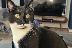 Avviso scomparsa Gatto Maschio , 1 anni Forest Belgio