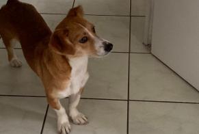 Avviso scomparsa Cane incrocio di razze Femmina , 23 anni Lyon Francia