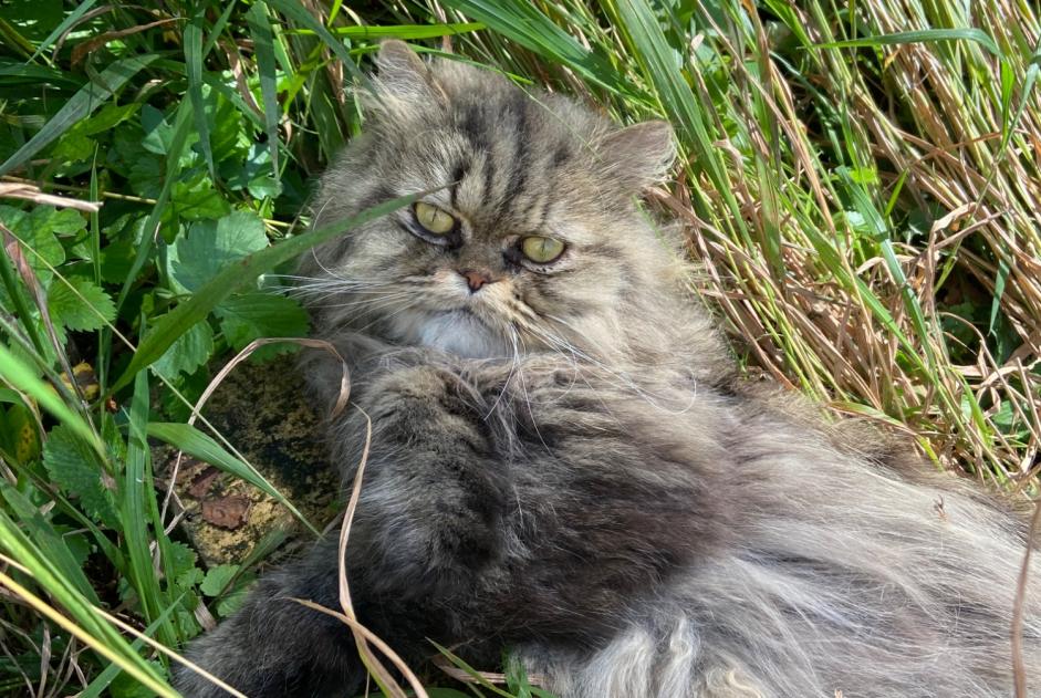 Avviso scomparsa Gatto  Maschio , 4 anni Bienne Svizzera