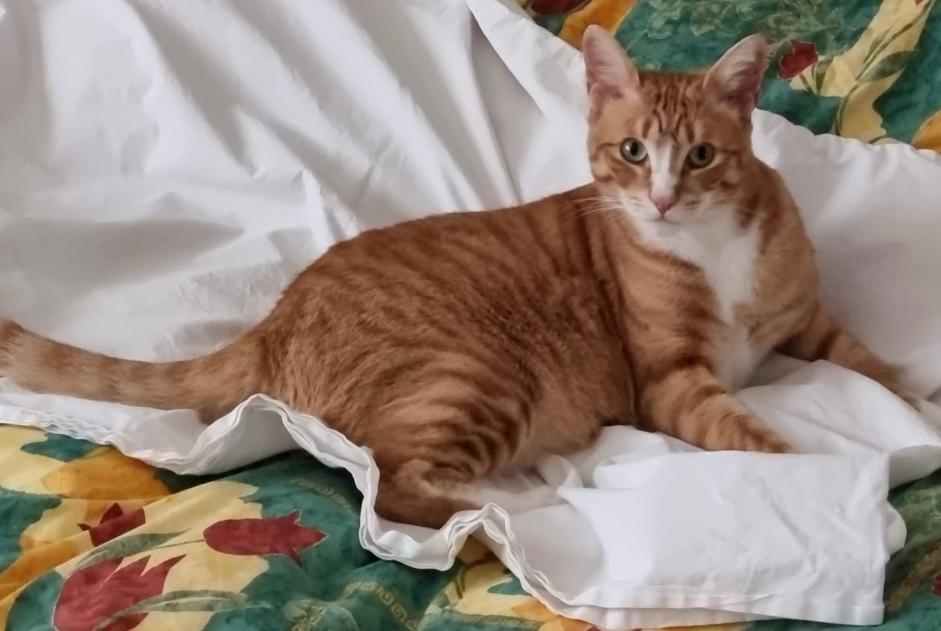 Avviso scomparsa Gatto Maschio , 3 anni Nendaz Svizzera