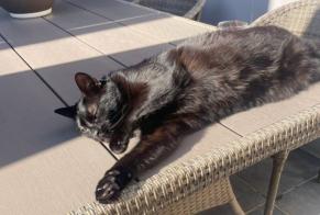 Avviso scomparsa Gatto Maschio , 5 anni Wezembeek-Oppem Belgio