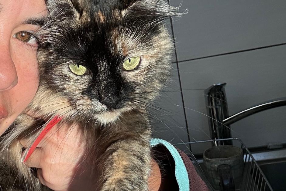 Avviso scomparsa Gatto Femmina , 3 anni Val-de-Ruz Svizzera