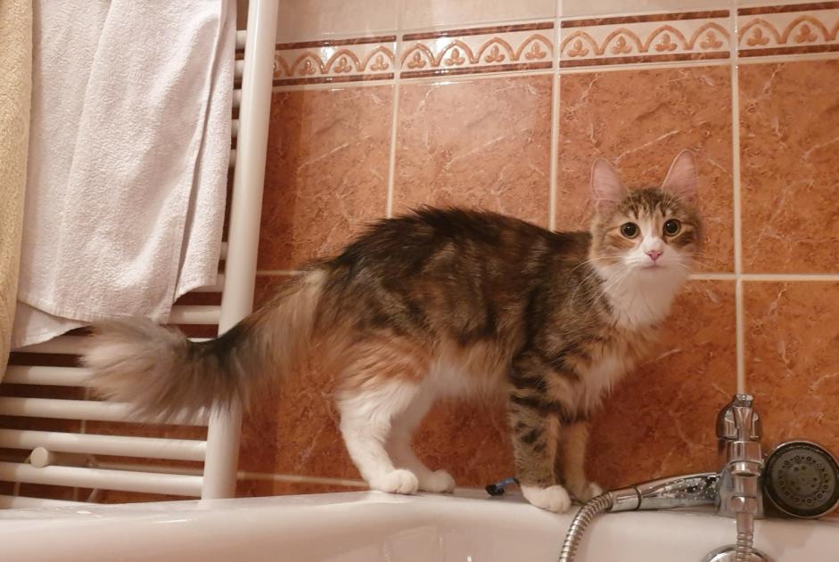 Avviso scomparsa Gatto  Femmina , 5 anni Grigny Francia