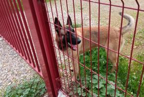 Avviso Ritrovamento Cane  Maschio Montredon-des-Corbières Francia